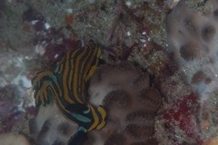 Tambja affinis