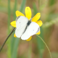 Pieris rapae rapae