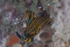 Tambja affinis