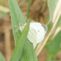 Pieris rapae rapae