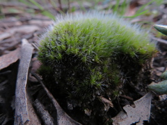 Campylopus introflexus