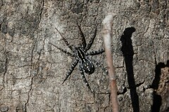 Nyssus coloripes