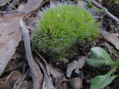 Campylopus introflexus