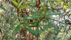 Comarostaphylis glaucescens