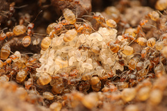 Forelius pruinosus