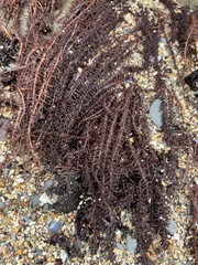 Cumagloia andersonii