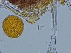 Erysiphe liriodendri