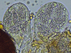 Erysiphe liriodendri