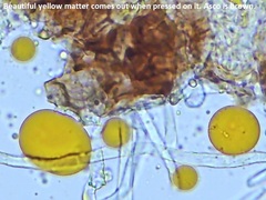 Erysiphe liriodendri