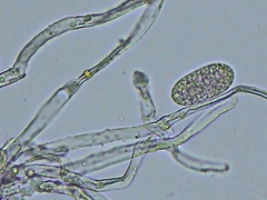 Erysiphe liriodendri