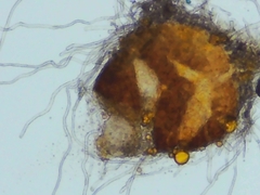 Erysiphe liriodendri