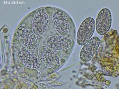 Erysiphe liriodendri