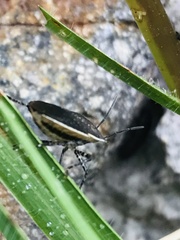 Padaeus trivittatus