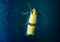 Chrysaeglia perpendicularis