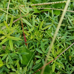 Stylosanthes