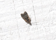 Dichomeris bilobella
