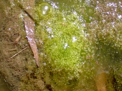 Ulvophyceae