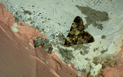 Termioptycha