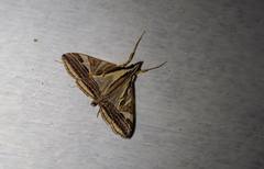 Agrioglypta excelsalis