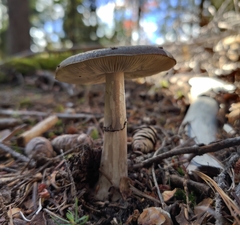 Amanita porphyria