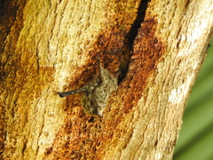 Rhynchonycteris naso