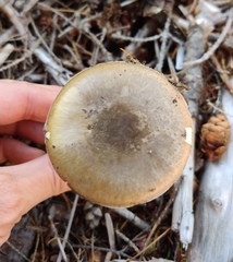 Amanita porphyria