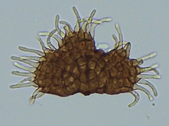 Cercospora