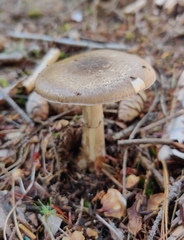 Amanita porphyria