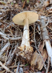 Amanita porphyria