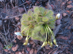 Drosera whittakeri
