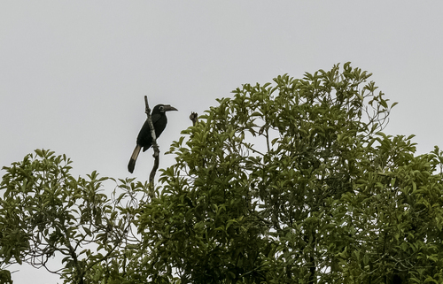 Visayan Hornbill (Penelopides panini), photo 7