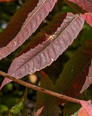 Stigmella intermedia
