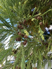 Cryptomeria japonica