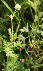 Parthenium bipinnatifidum