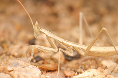 Yersiniops solitarius