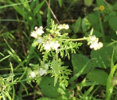 Parthenium bipinnatifidum
