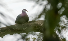 Columba vitiensis