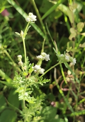 Parthenium bipinnatifidum