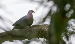 Columba vitiensis