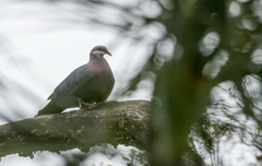 Columba vitiensis