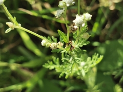 Parthenium bipinnatifidum