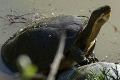 Emydura macquarii