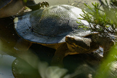 Emydura macquarii