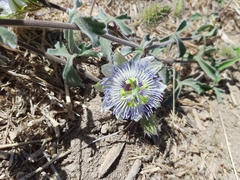 Passiflora arida