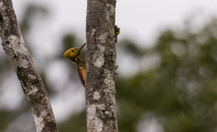 Chrysocolaptes xanthocephalus