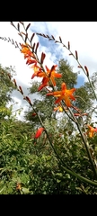 Crocosmia