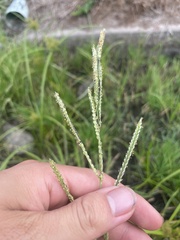 Paspalum vaginatum