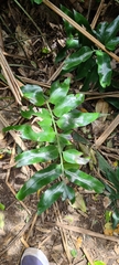 Asplenium oblongifolium