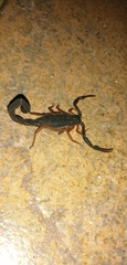 Centruroides gracilis