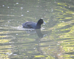 Fulica atra australis